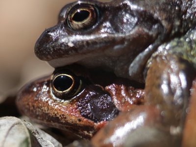 En train de s\u0027accoupler \u002D photo de Luca Giunti