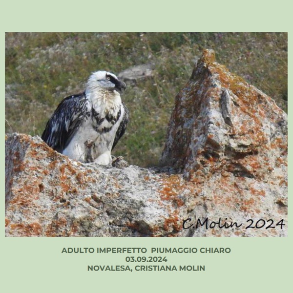 Imperfect adult with light plumage  \u000D\u000A03.09.2024, Novalesa, Cristiana Molin