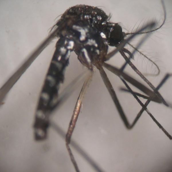 Zanzara tigre al microscopio