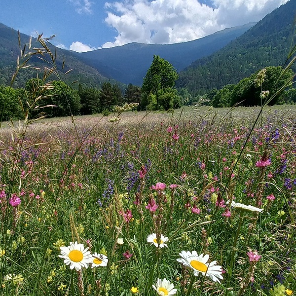 Meadows of flowers in Salbertrand