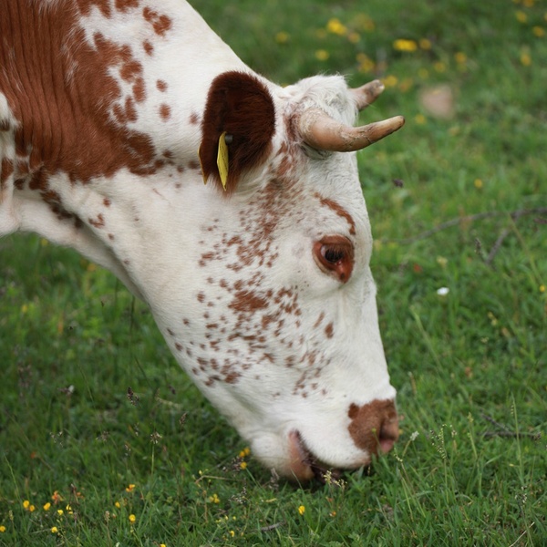 Mucca al pascolo