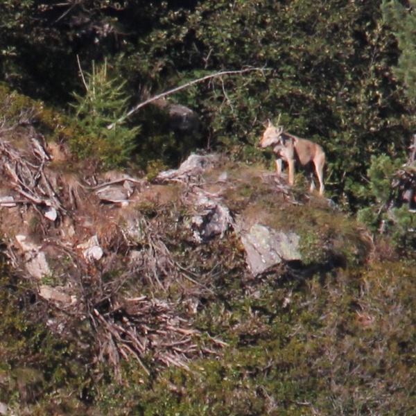 Un ibrido lupo\u002Dcane dal manto insolitamente chiaro nel Parco Naturale Orsiera Rocciavré.