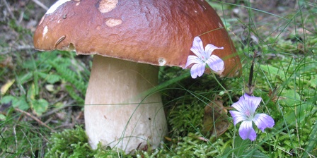 Boletus edulis