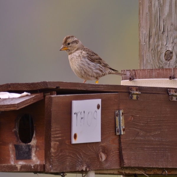 Una passera lagia sulla cassetta nido allestita per lo studio della specie.