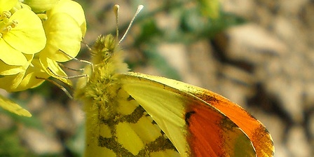 Un esemplare di Anthocharis euphenoides.
