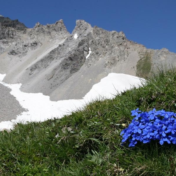 Prateria \u002D Genzianella (gentiana verna)