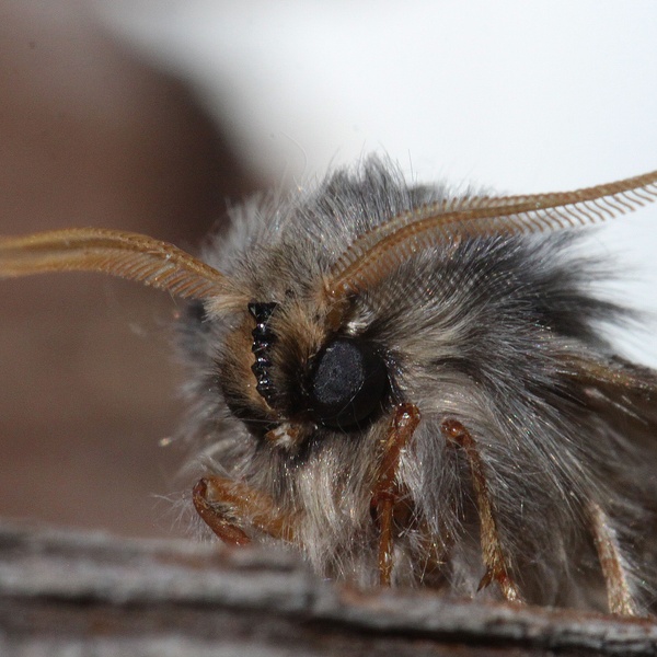 Thaumetopoea pityocampa \u002D adulto di processionaria