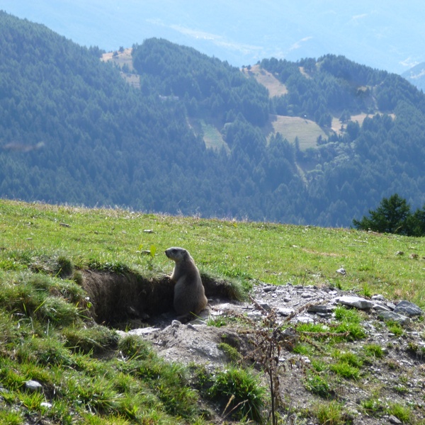 Marmotte devant le terrier