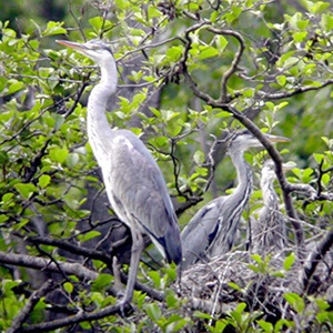 Censimento delle garzaie