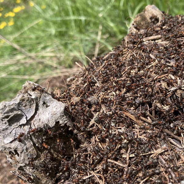 Nido di formica rufa costruito in un ceppo di larice.