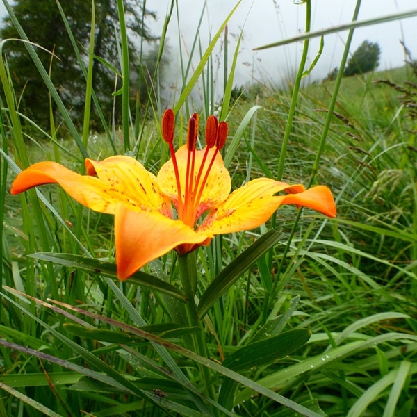 Martagon lily