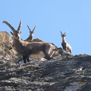 Centre de référence \u0022Onugulés\u0022