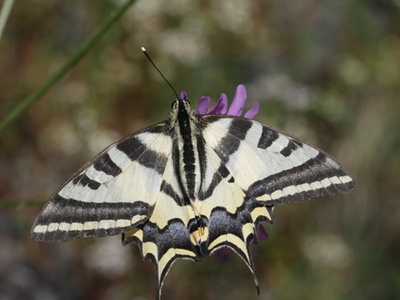 Papilio alexanor