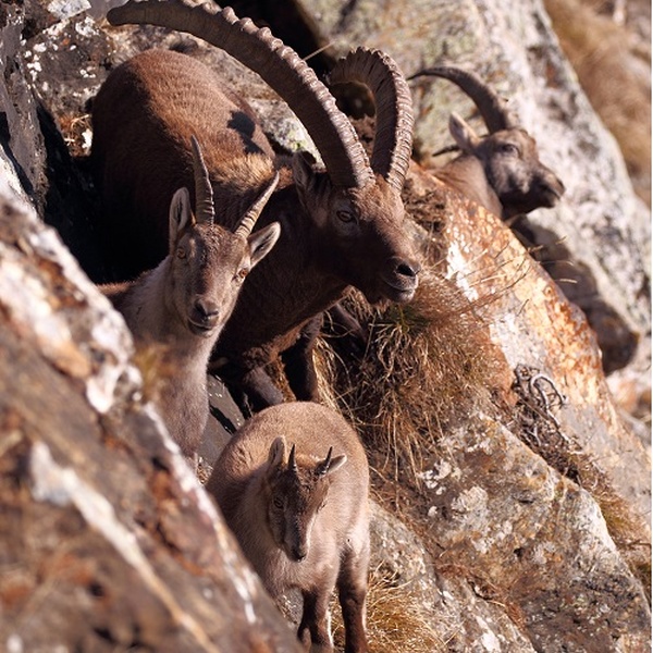Stambecchi su roccia