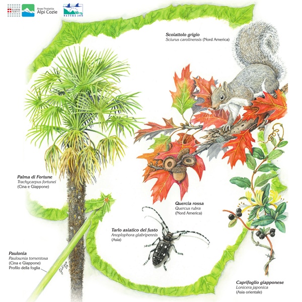 L\u0027assalto ai boschi