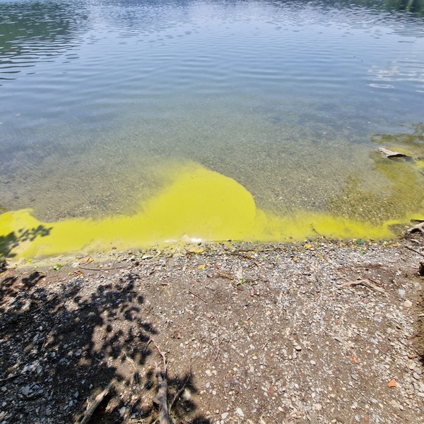 Schiume algali sul Lago Grande di Avigliana