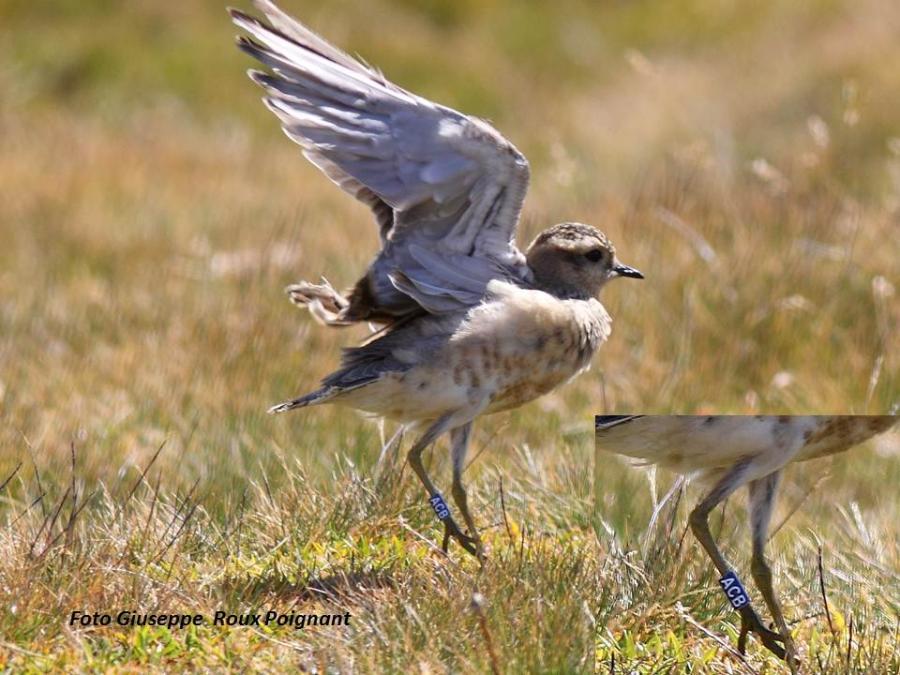 Piviere tortolino in sosta nel parco del Gran Bosco
